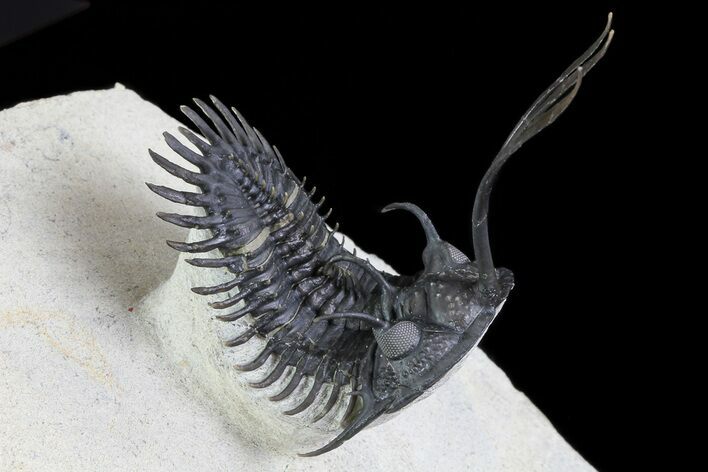 Trident Walliserops Trilobite - Flying Preparation #72750